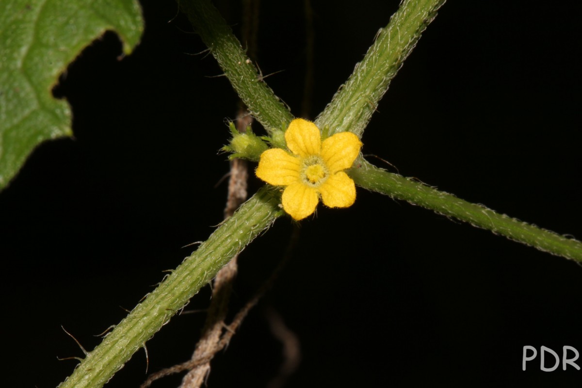 Cucumis maderaspatanus L.